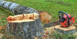Best Leaf Removal  in Apison, TN