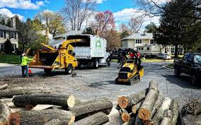 Best Tree Removal  in Apison, TN