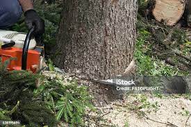 Best Commercial Tree Services  in Apison, TN