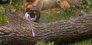 Best Palm Tree Trimming  in Apison, TN