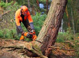 Best Stump Grinding and Removal  in Apison, TN