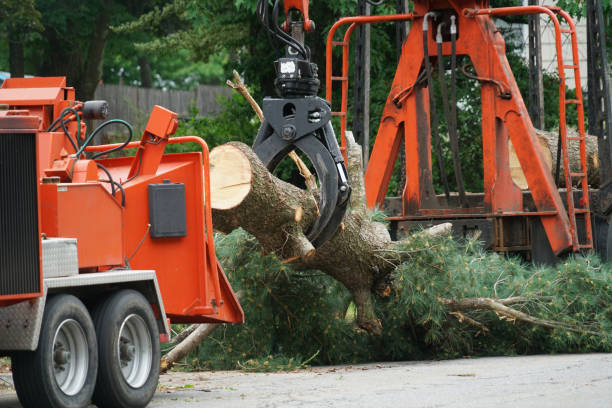 Seasonal Cleanup (Spring/Fall) in Apison, TN